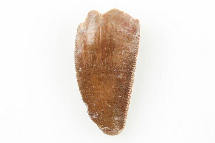 Serrated, Raptor Tooth - Real Dinosaur Tooth #196373